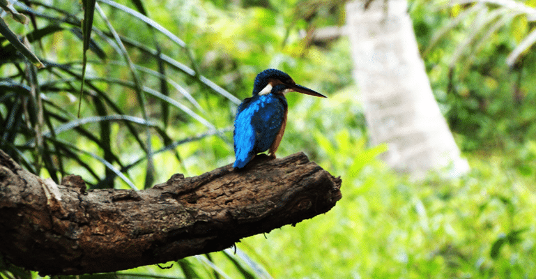 Kingfisher, Kovalam