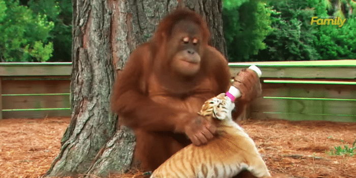 In Less Than 40 Seconds, This Orangutan And The Tiger Cubs Can Teach Us To Be Better Humans Today!