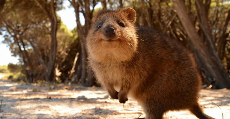 Quokka - Meet The World's Happiest And Cutest Animal