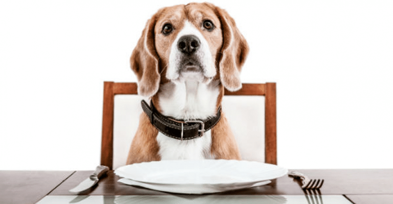 What Fat Dogs Can Tell Us About Obese Humans Will Surprise You!