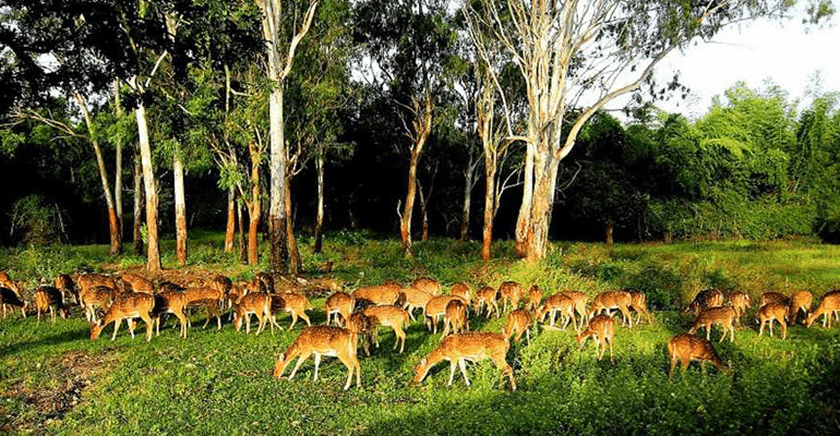 Dandeli Wildlife Sanctuary