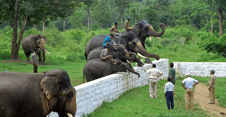 Dubare Elephant camp