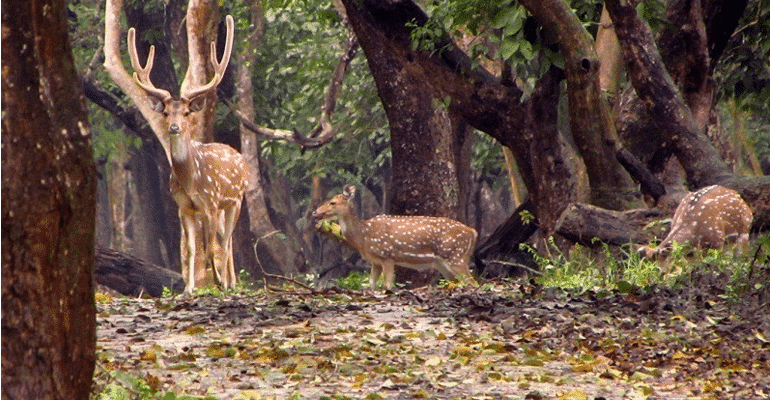 Nagarhole national park