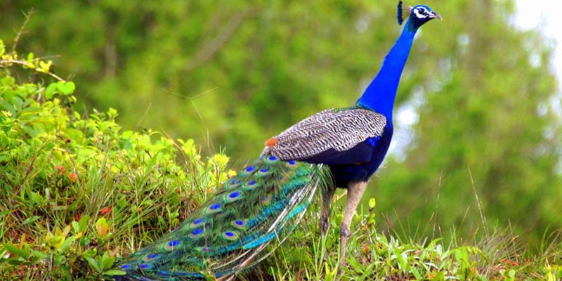 Wildlife Sanctuaries of Goa