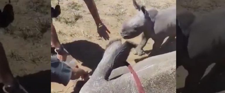 Viral: How To Take Care Of Your Mom? Take Cue From This Baby Rhino