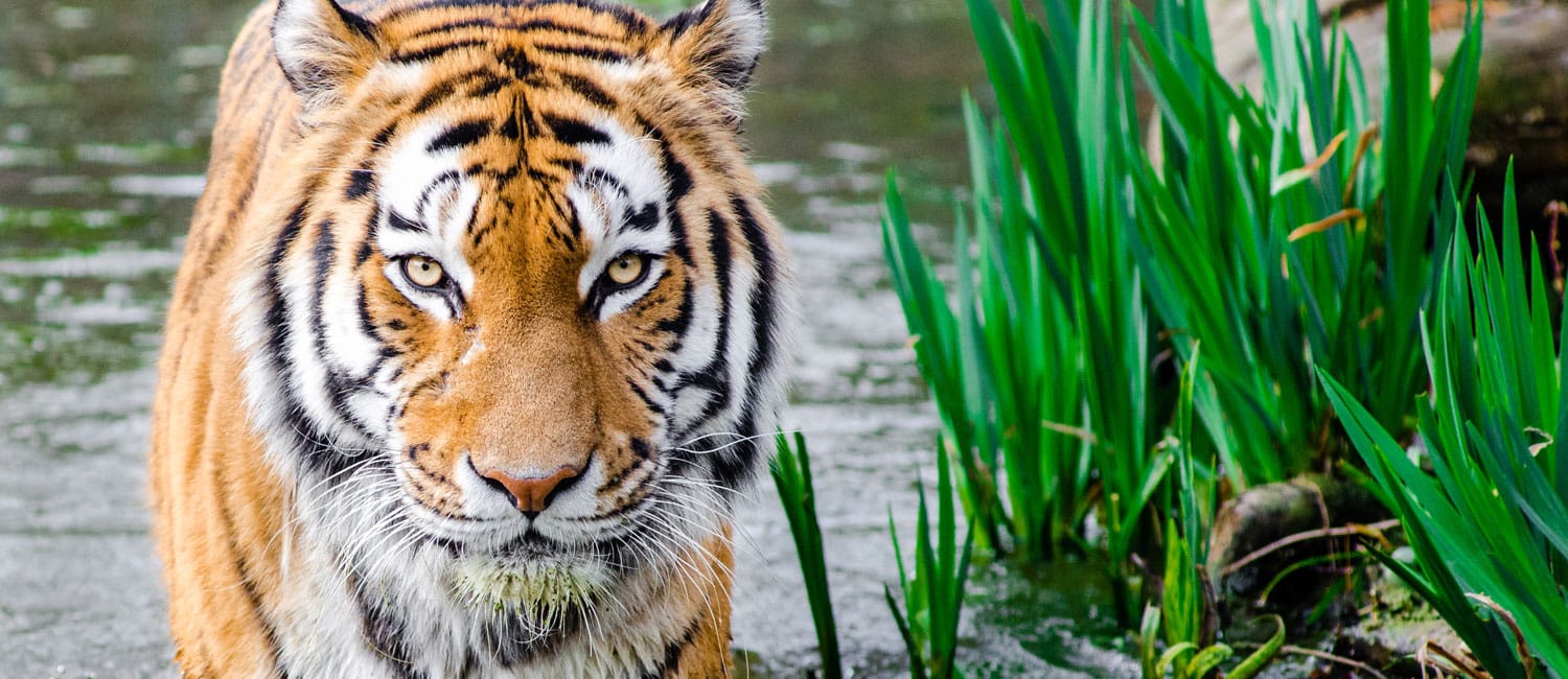 India tiger census