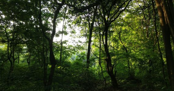 600 acres land in aarey colony to be reserved as forest