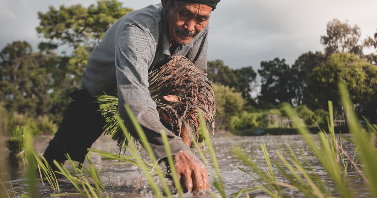 agriculture