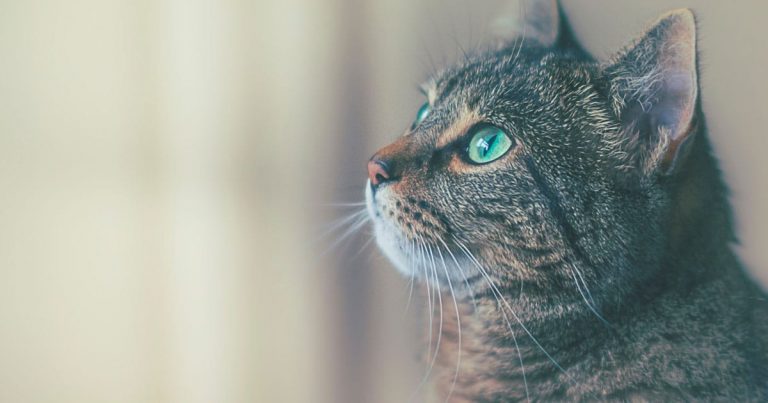 Cat Breed Guide To Identifying Separation Anxiety And Stress In Felines