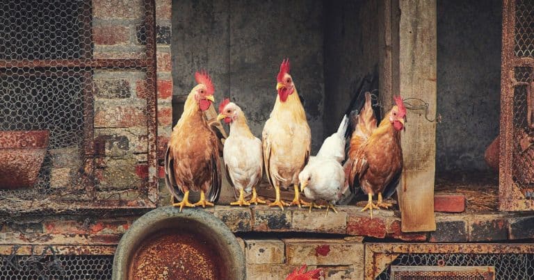 4 Ways That Raising Chickens Can Benefit You