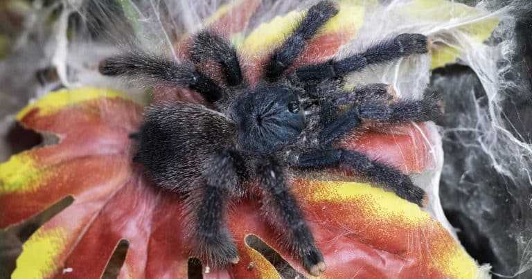 What Should You Feed And Where To Keep Your Pink Toe Tarantula?