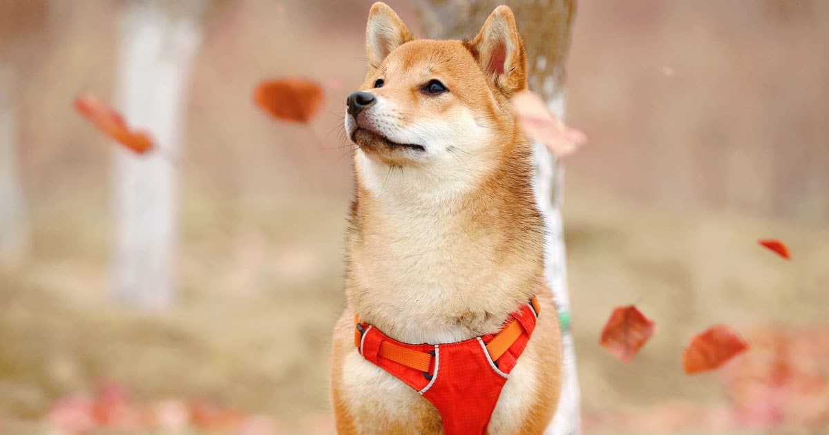 Shiba Inu cutest dog breed
