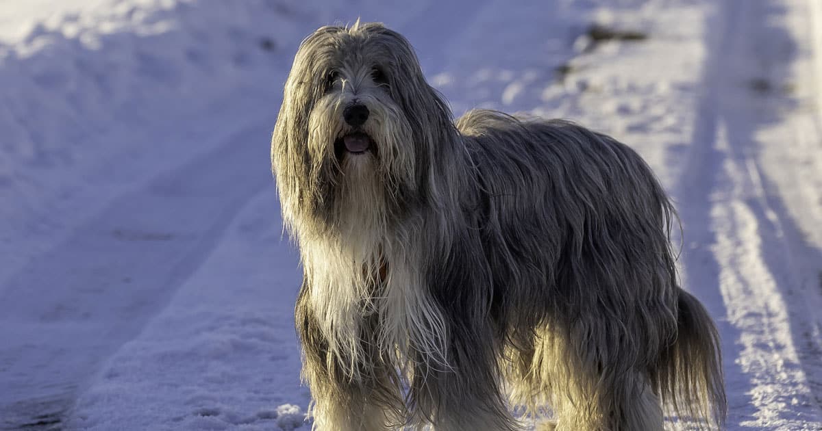 bearded collie cutest dog breed