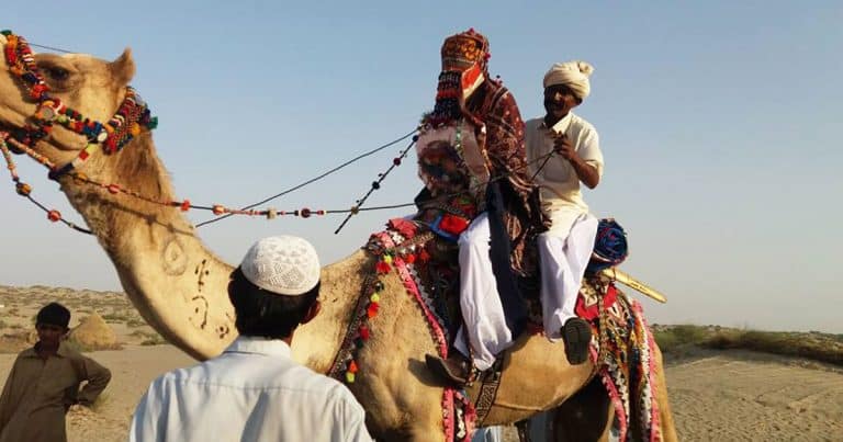 Rajasthan Groom Rides Camel In Baarat, Revives Old Tradition