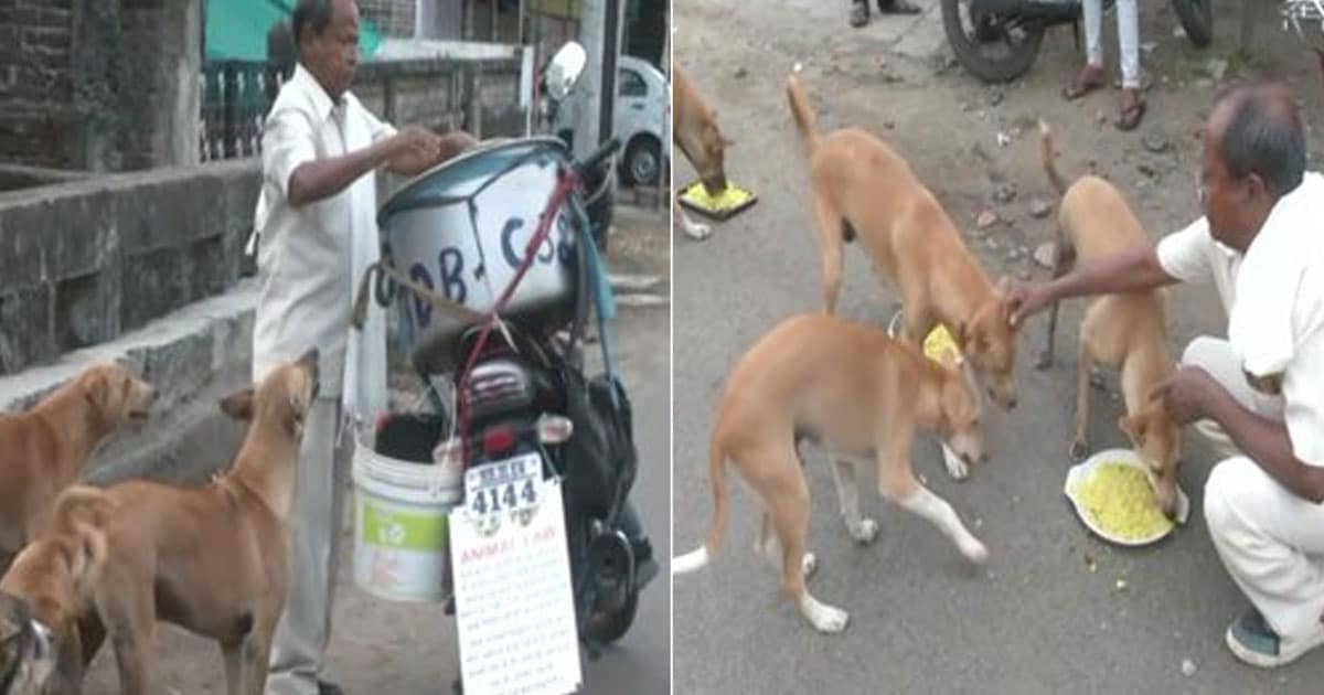 biryani for stray dogs