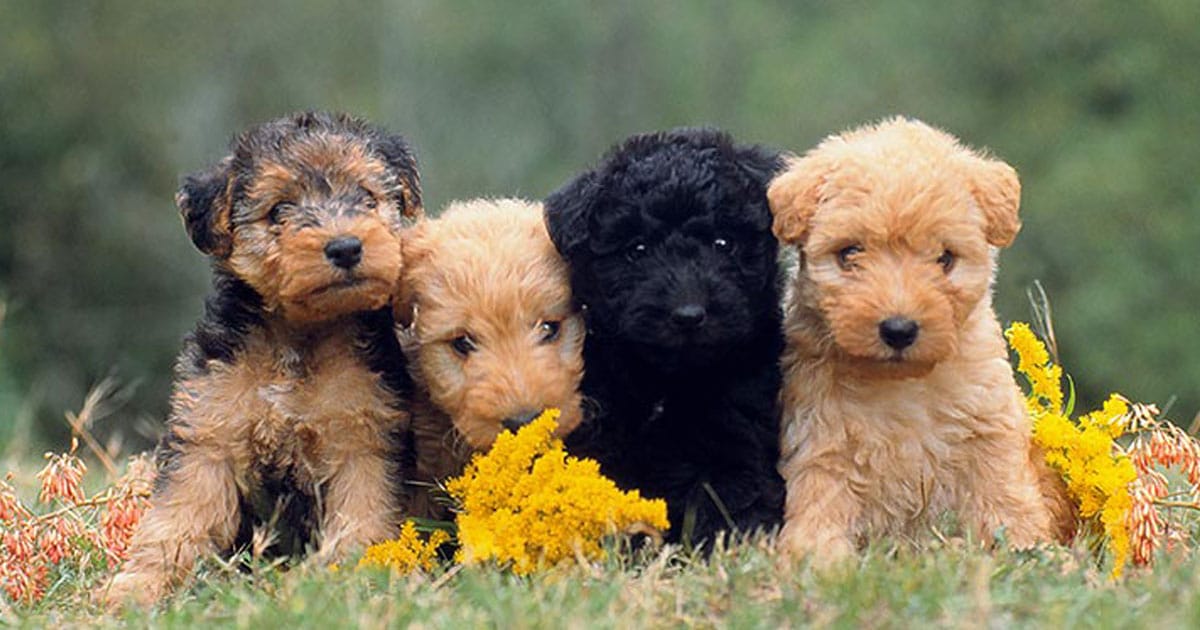 cutest dog breed Lakeland Terrier Puppies 