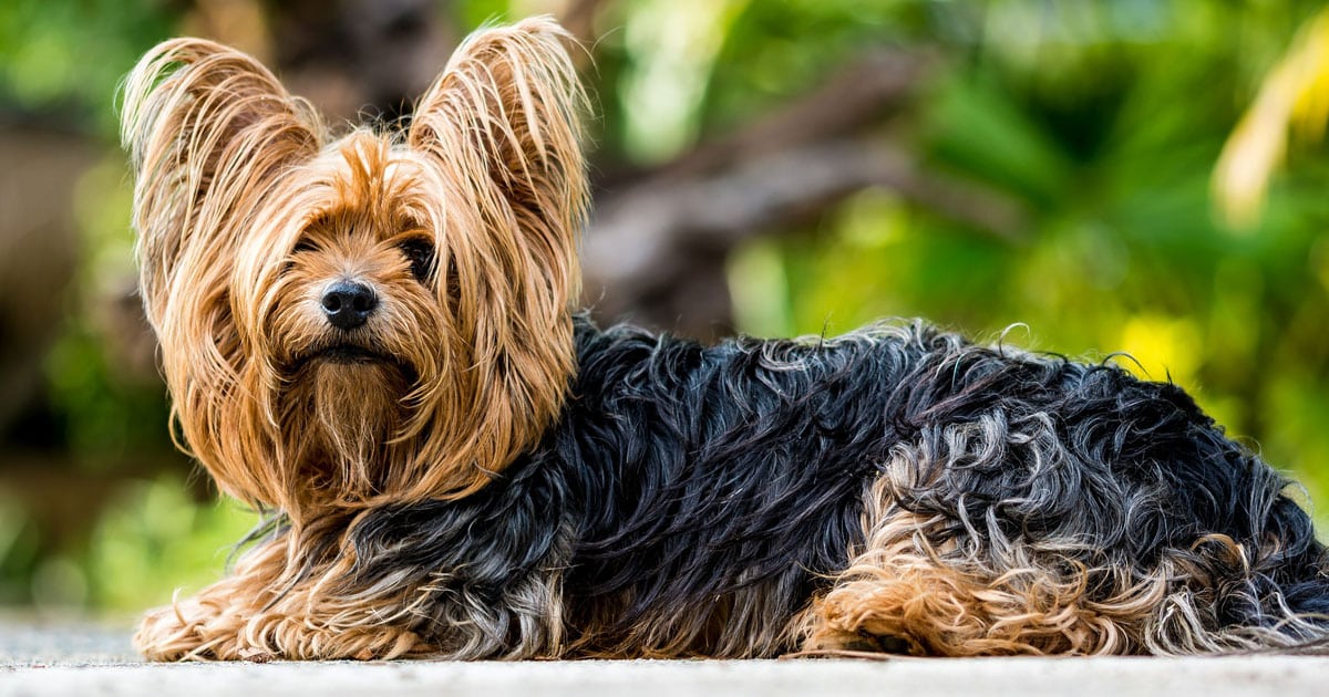 Yorkshire Terriers cutest dog breed
