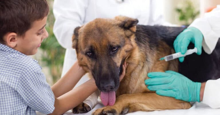 Russia Starts Vaccinating Animals Against Covid-19 With Carnivak-Cov