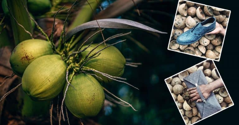 Using Coconut Water, This Company Is Making Vegan Alternative To Leather