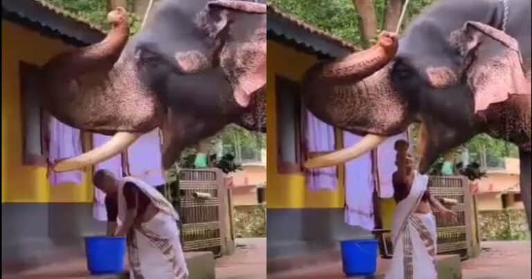 This Video Of An Elderly Woman Feeding An Elephant Will Make You Yearn For Your Mother’s Love