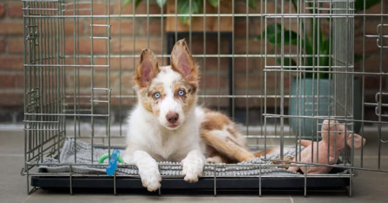 What Should Be The Right Size And Type Of Dog Crate?