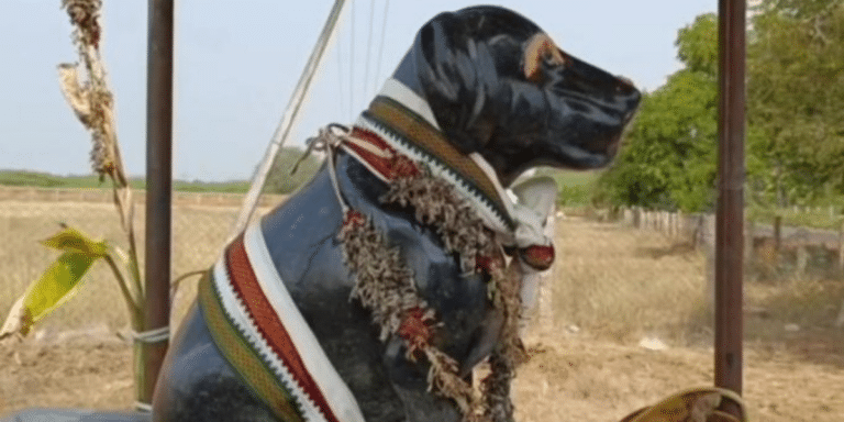 In Tamil Nadu, An 82 YO Man Has Built A Temple In Memory Of His Dog