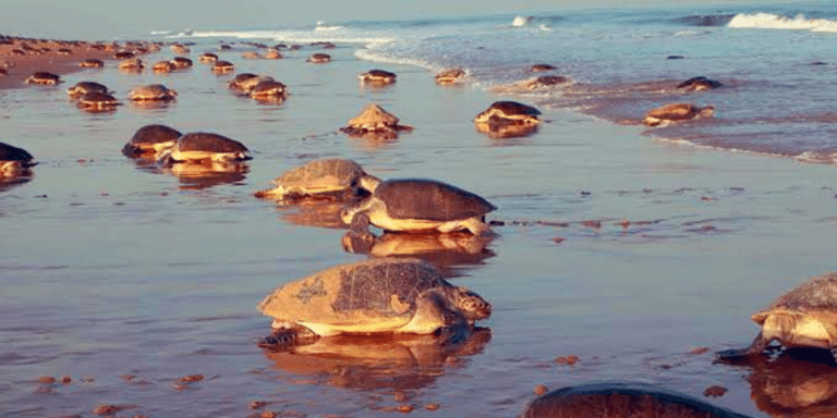 2.4 Lakh+ Olive Ridley Turtles Lay Eggs in A Day Creating Record In Odisha National Park