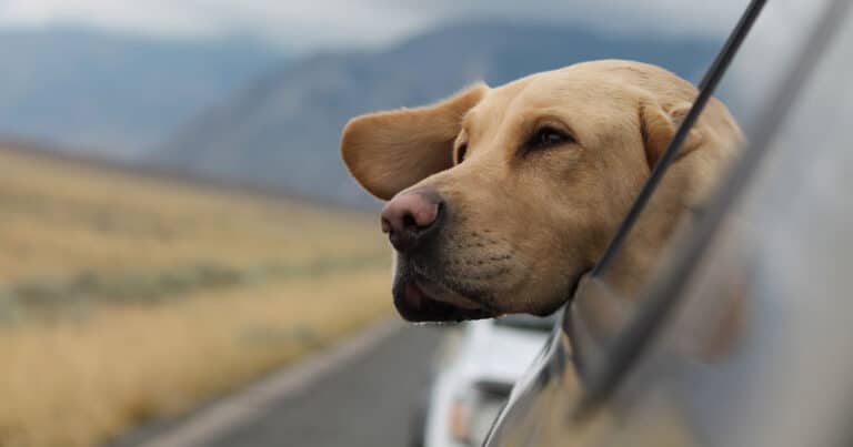 7 Things to Consider When Traveling With Your Pet