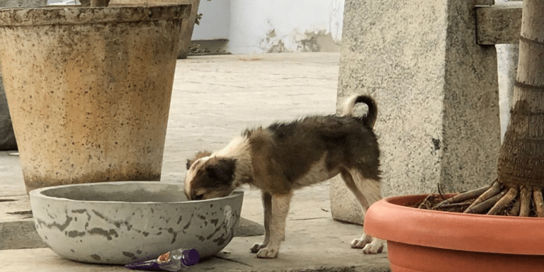 This NGO Is Providing Water Bowl & Creating Awareness About Stray Animals