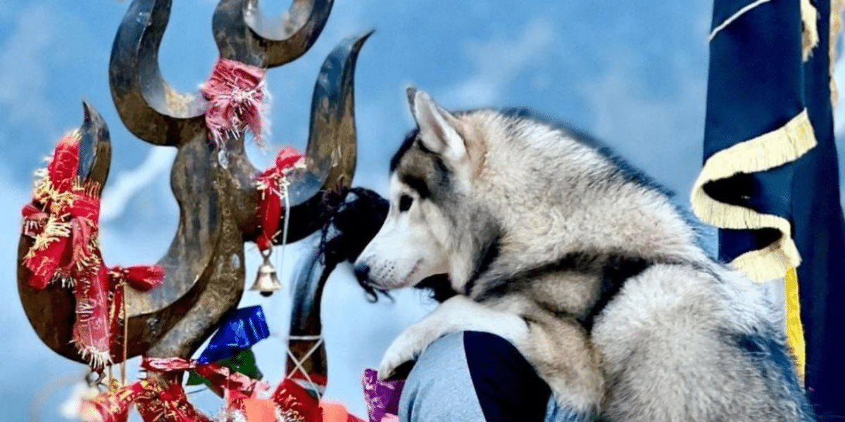 MakeIndiaPetFriendly Rohan Tyagi Husky Nawab Kedarnath