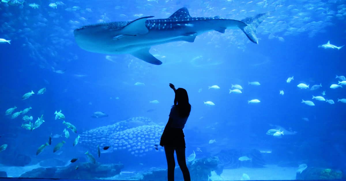 Best Aquariums