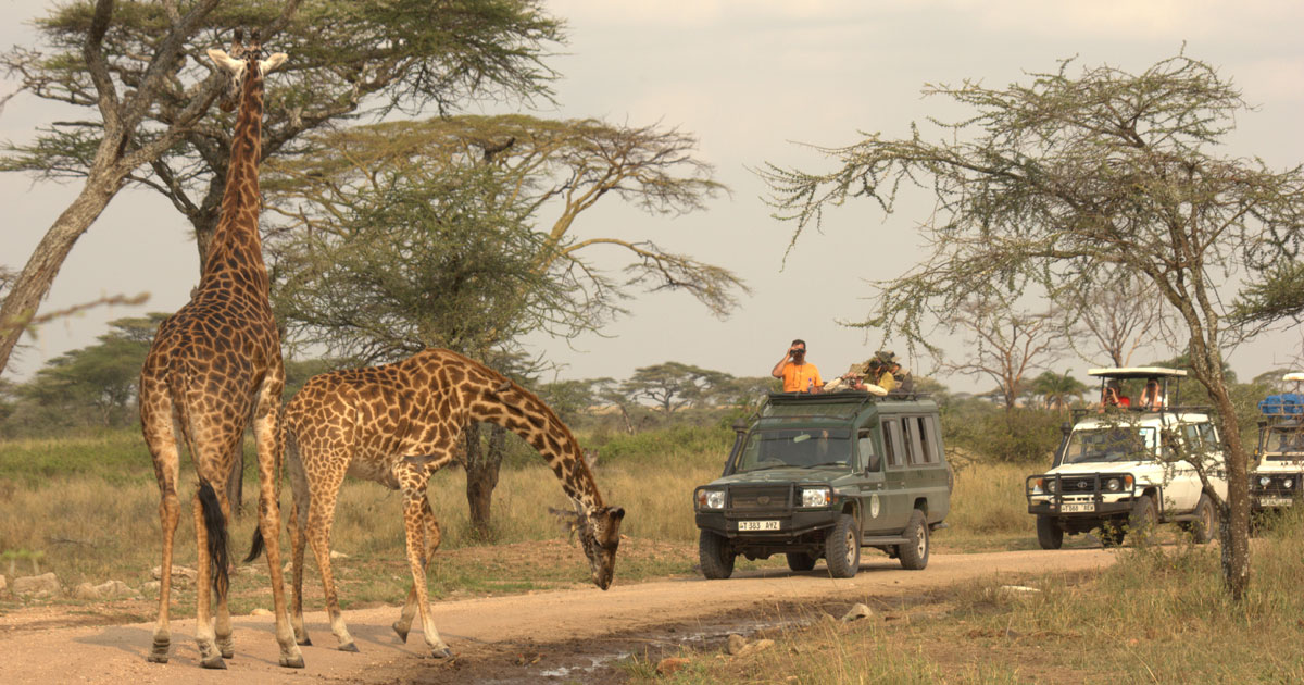 tanzania safari