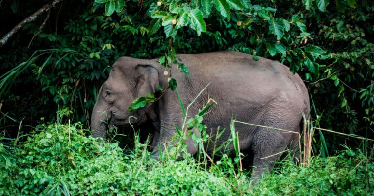Exploring Karnataka’s Majestic Elephant Sanctuaries: Sakrebyle and Dubare Elephant Camps
