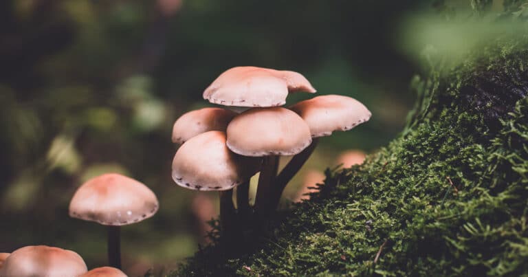 The Best Ways To Take Shrooms and Psilocybin