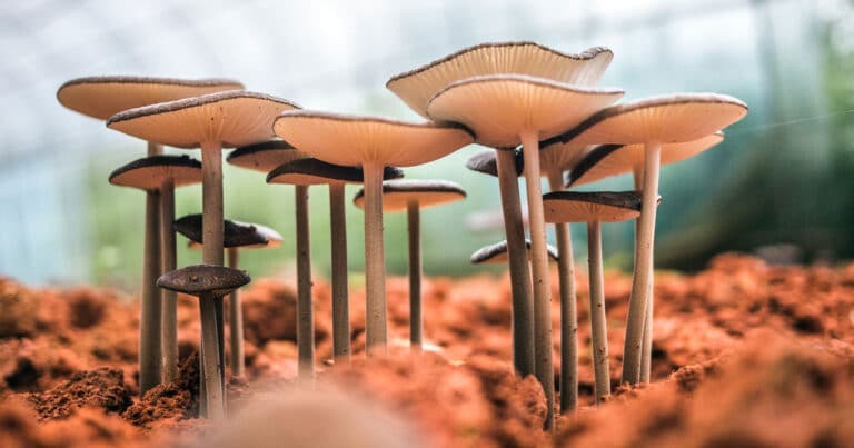 What You Should Know About Mushroom Farming